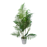 AF American Palm Plant